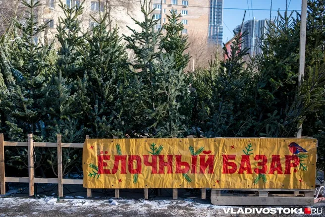 В Кургане выделили 18 мест для новогодних ёлочных базаров